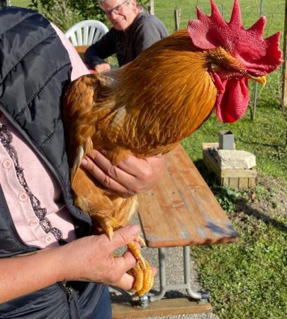 Donne coq ( neutre) sauvé de l'abattage