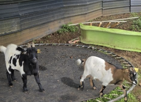 Donne couple de chèvres naine et leur bébé