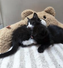 Donne deux chatons femelles