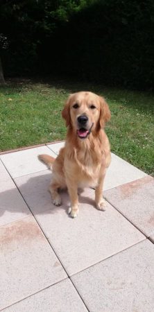 Donne Golden Retriever affectueux, 4 ans Donne Golden Retriever affectueux, 4 ans – Chien / Chiot à donner à Melun (77) (photo 2)