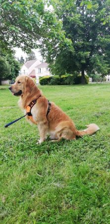 Donne Golden Retriever affectueux, 4 ans Donne Golden Retriever affectueux, 4 ans – Chien / Chiot à donner à Melun (77) (photo 3)