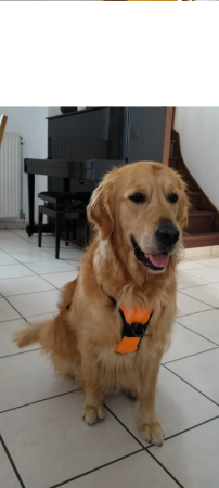 Donne Golden Retriever affectueux, 4 ans – Chien / Chiot à donner à Melun (77)