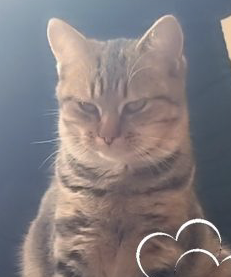 Donne jeune chat mâle 7 mois