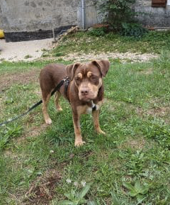 Donne jeune chienne de 7 mois