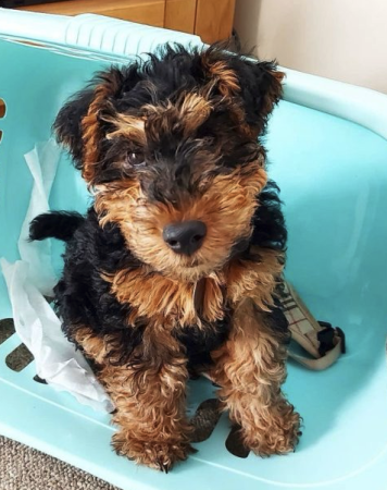 Donne magnifique chiot femelle