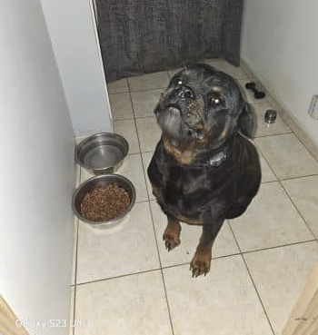 donne rottweiller mâle de 2020