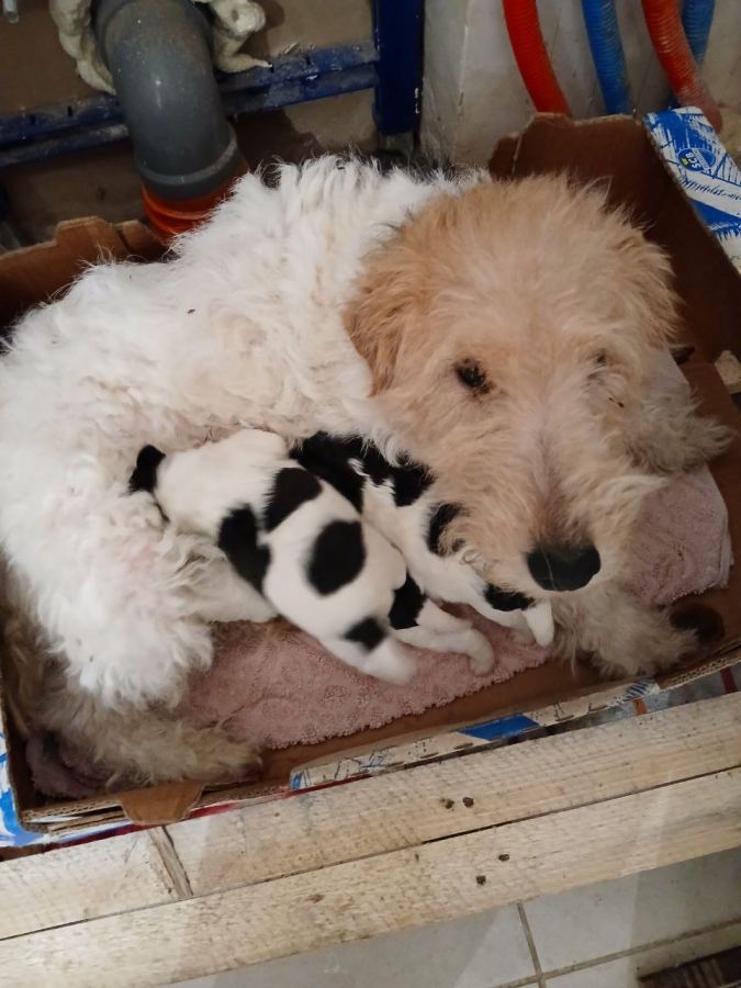 Fox terriers poil dur