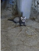 Furets putoisés et blanc