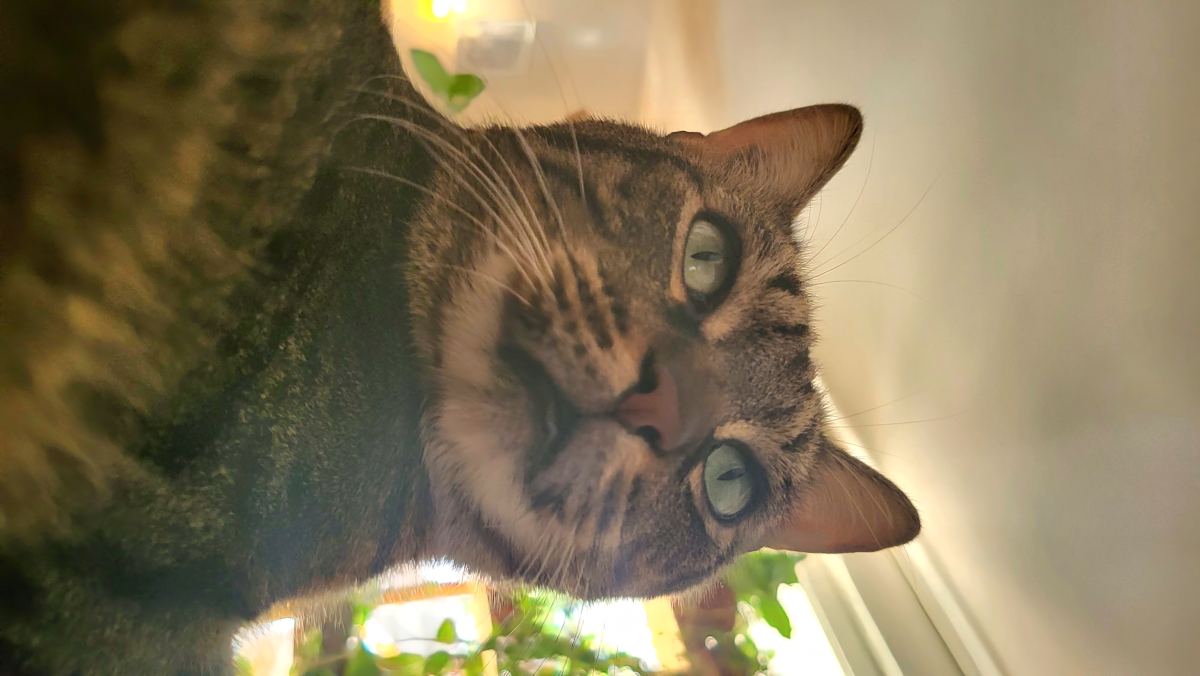 Gaston, chat mâle brown tabby, 5 ans et demi