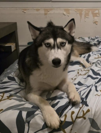 Husky femelle