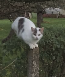 Jeune chatte à adopter gratuitement