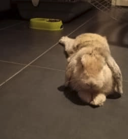 Lapin Bélier Nain