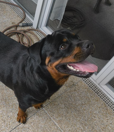 Magnifique chiot Rottweiler LOF – Né le 5 avril 2024 – 52 kg