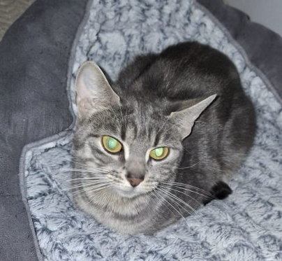 Merveilleux chaton à adopter