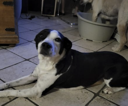 Mi Staff mi berger femelle 6 ans