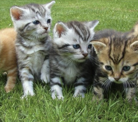 Recherche chaton mâle ou femelle