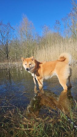 Shiba 10 mois