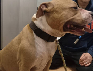 Staffordshire terrier américain 5 ans