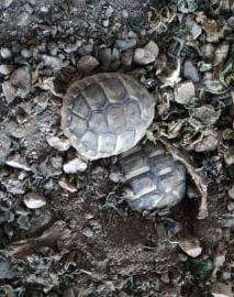 tortue juvenile