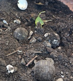 Tortues terre juveniles