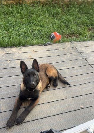 Vend berger belge malinois