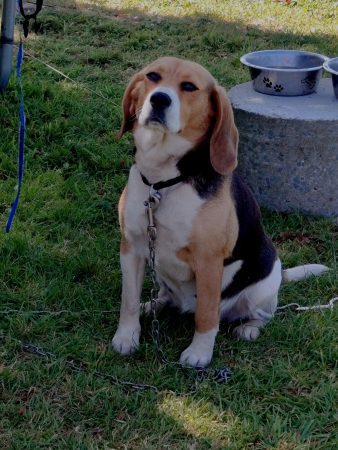 Beagle femmelle