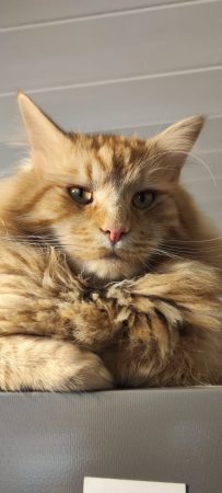 Céde Maine Coon mâle roux né en juillet 2024