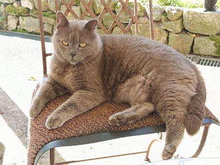 Chat européen gris