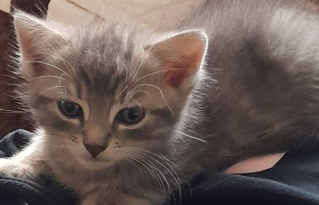 Chaton