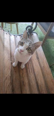 Chaton de 6 mois