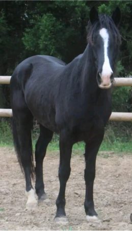 Cheval hongre pour loisir