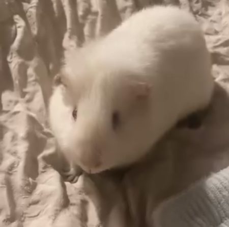 Cochon d’Inde albinos