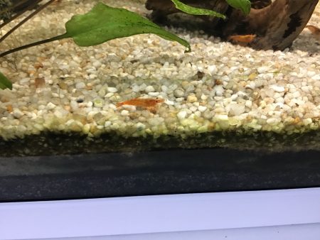 Crevettes