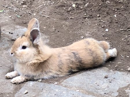 Don : adoptez Johnny, superbe lapin nain tête de lion