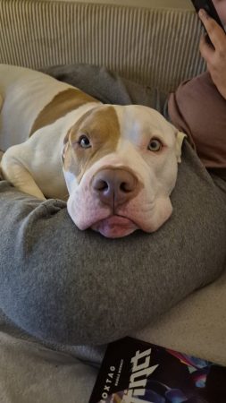 Don american bully
