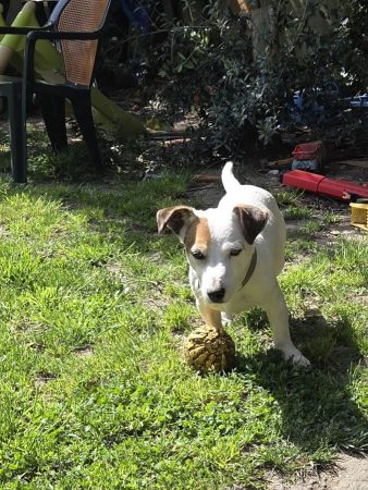 Don Jack russel