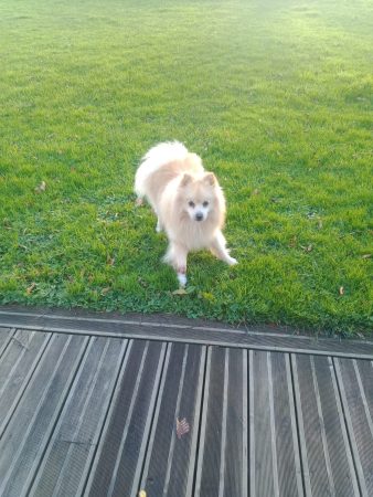 Don spitz allemand 2ans1/2, très câlin et joueur que nôtre fille nous a confié depuis 2ans ,nous pouvons plus nous en oc
