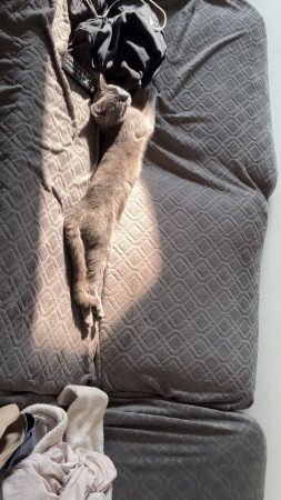 Donne chat 1an et demi joueur câlin