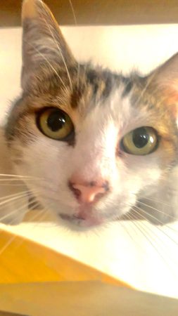 Donne chat adulte