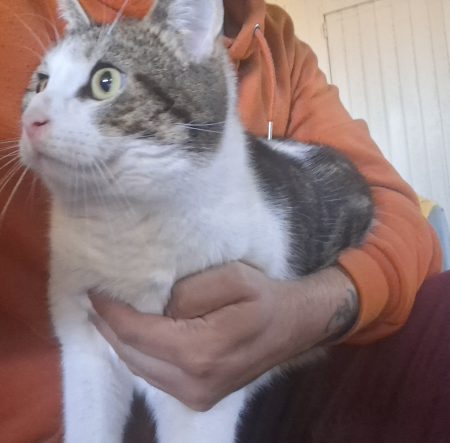 Donne chat mâle 4 ans affectueux