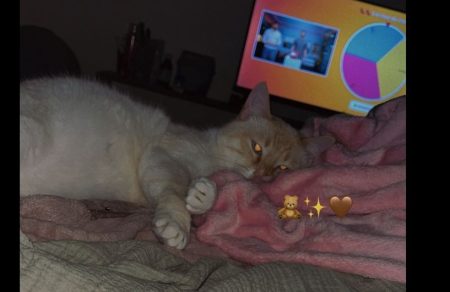 Donne chat, merci de bien lire l'annonce.