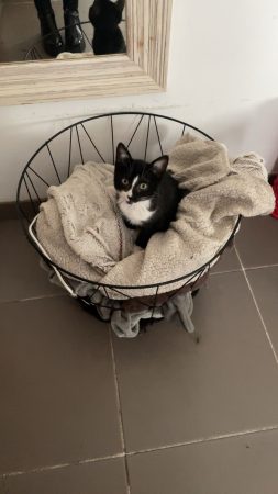 Donne chaton de 8 mois