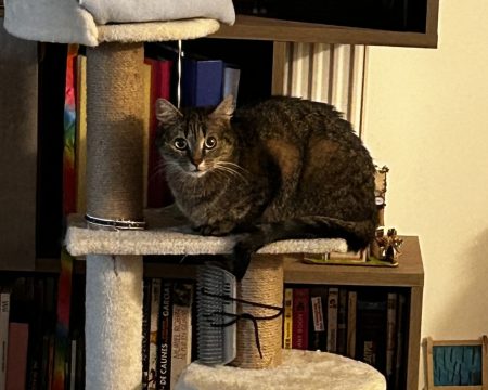Donne chatte 1 ans