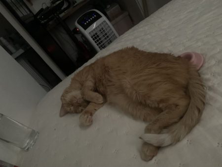 Donne chatte rousse 9ans