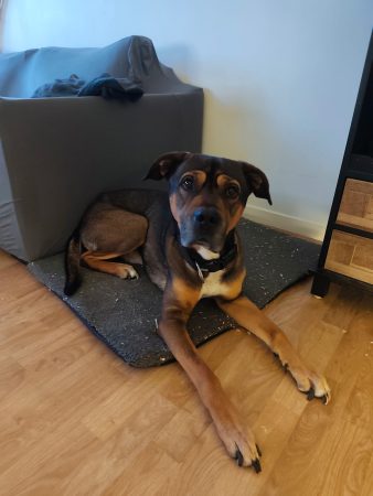 Donne chien mâle