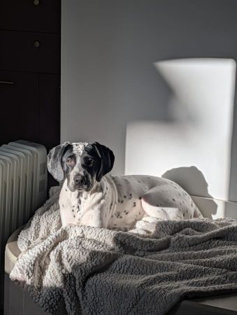 Donne chiot dalmatien croisé chien de chasse