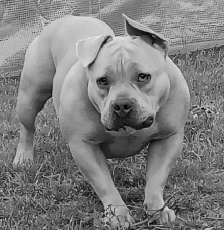 Donne femelle américan bully