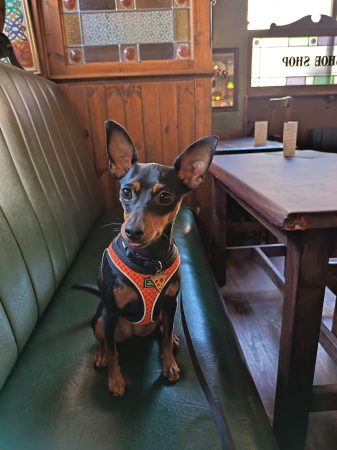 Donne femelle Pinscher nain de 14 mois, stérilisée et pucée