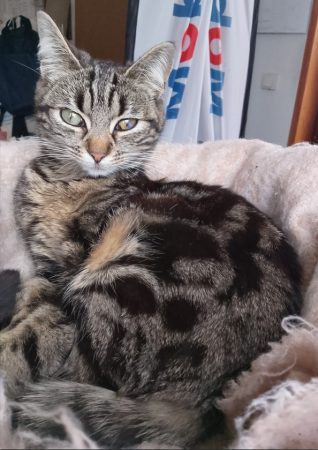 Donne jeune chatte 5 mois