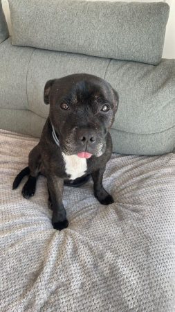 Donne staffy